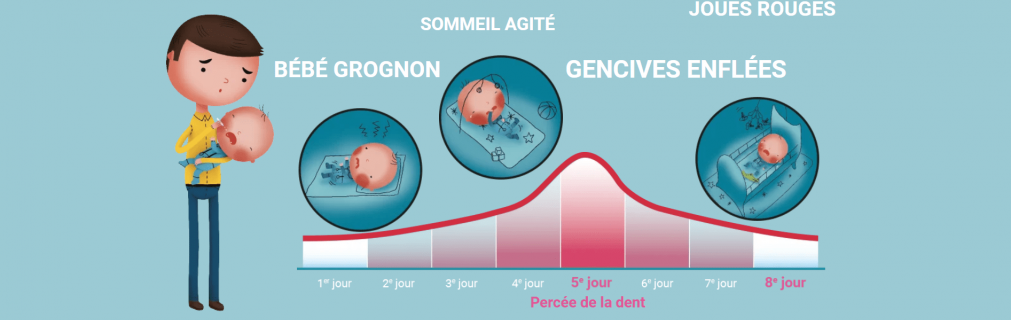 durée d'une poussée dentaire