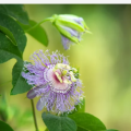 Passiflora souche boiron