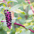 Phytolacca decandra